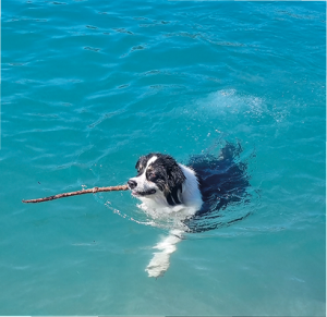 Un chien nage dans une piscine et tient un bâton dans sa gueule.