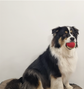 Un chien de race Berger Australien est assis et tient une balle rouge dans sa gueule.